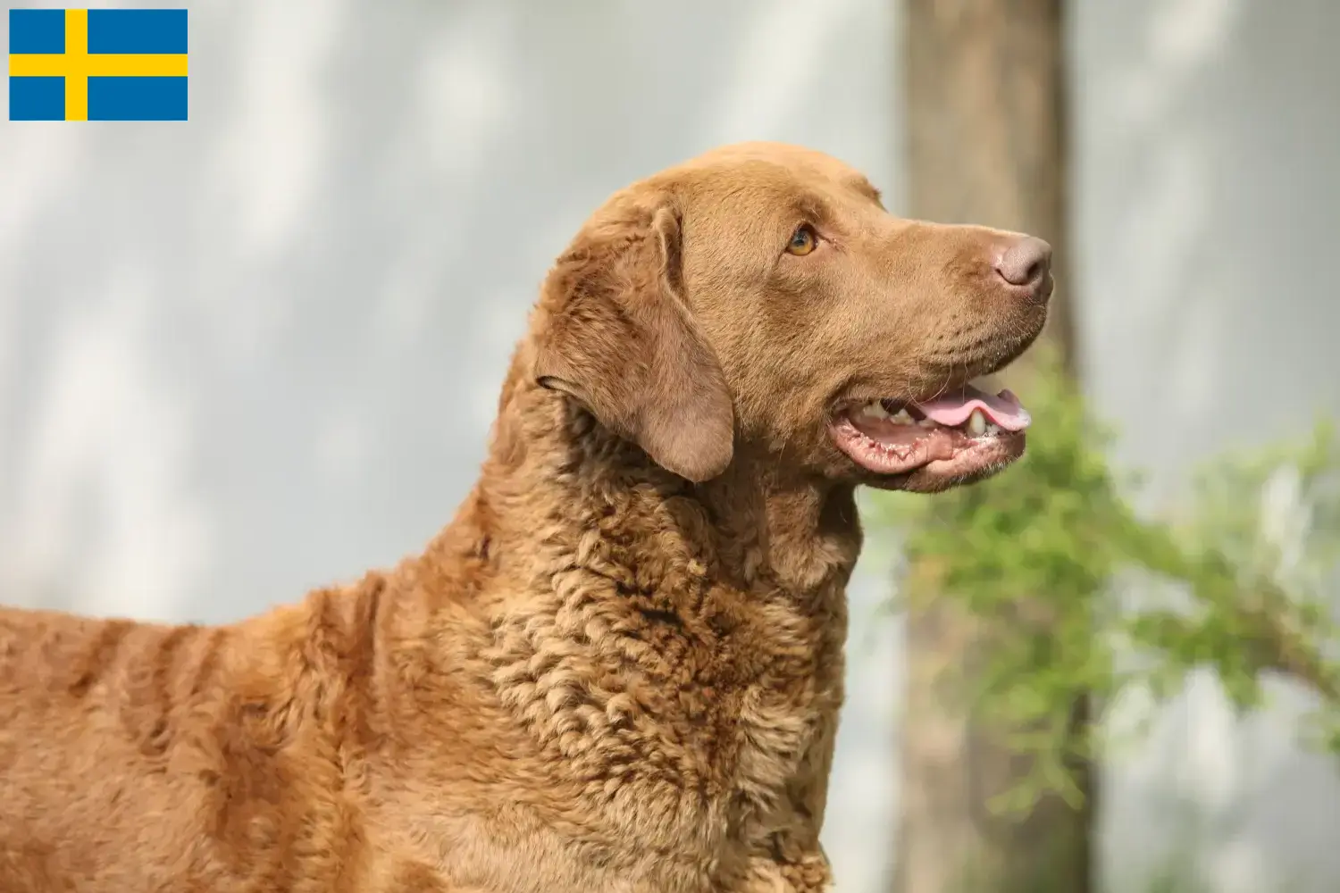 Lee más sobre el artículo Criadores de Chesapeake Bay Retriever y cachorros en Suecia