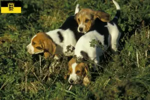 Lee más sobre el artículo Criadores y cachorros de Chien d’Artois en Baden-Württemberg
