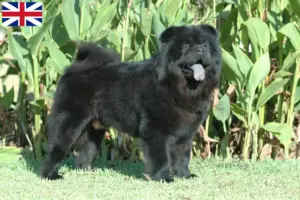 Lee más sobre el artículo Criadores de Chow Chow y cachorros en Gran Bretaña