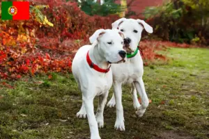 Lee más sobre el artículo Criadores y cachorros de Dogo Argentino en Portugal