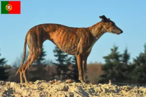 Lee más sobre el artículo Galgo Español criadores y cachorros en Portugal