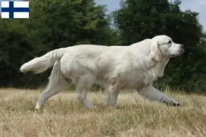 Lee más sobre el artículo Criadores y cachorros de Golden Retriever en Finlandia