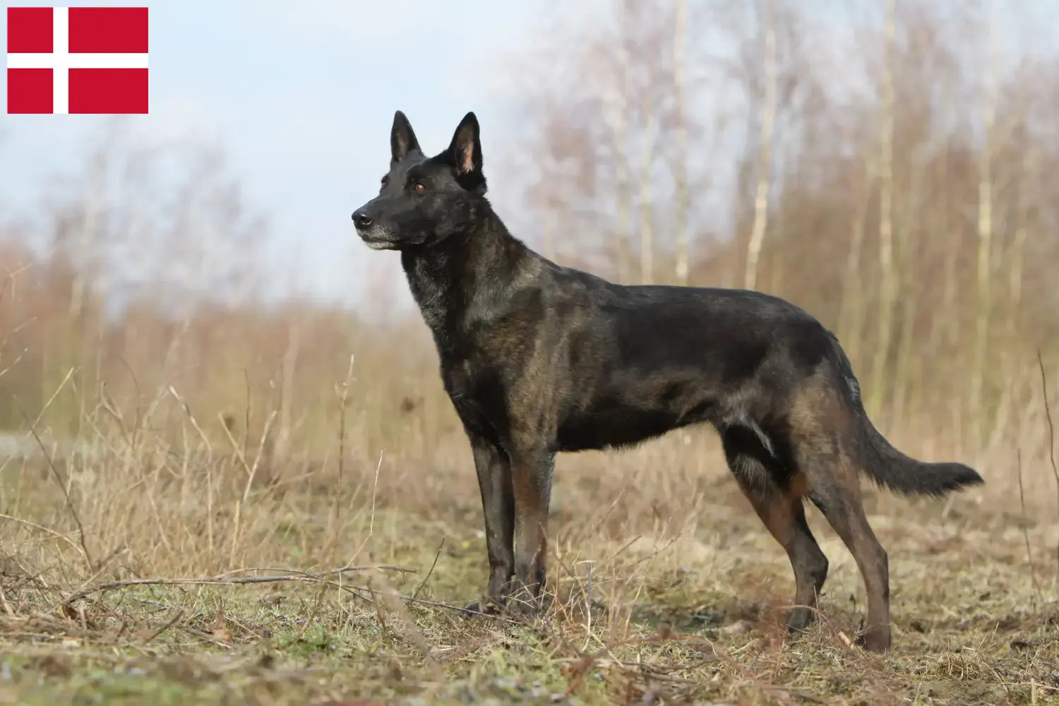 Lee más sobre el artículo Hollandse Herdershond criadores y cachorros en Dinamarca