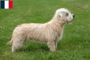 Lee más sobre el artículo Criadores y cachorros de Irish Glen of Imaal Terrier en Francia