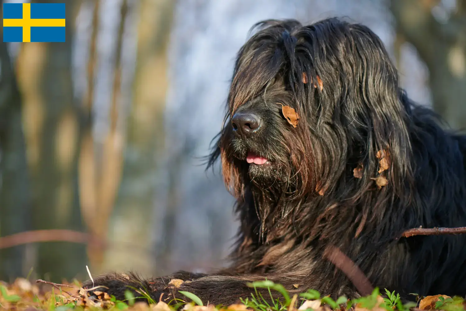 Lee más sobre el artículo Pastor Bergamasco Criador y Cachorros en Suecia