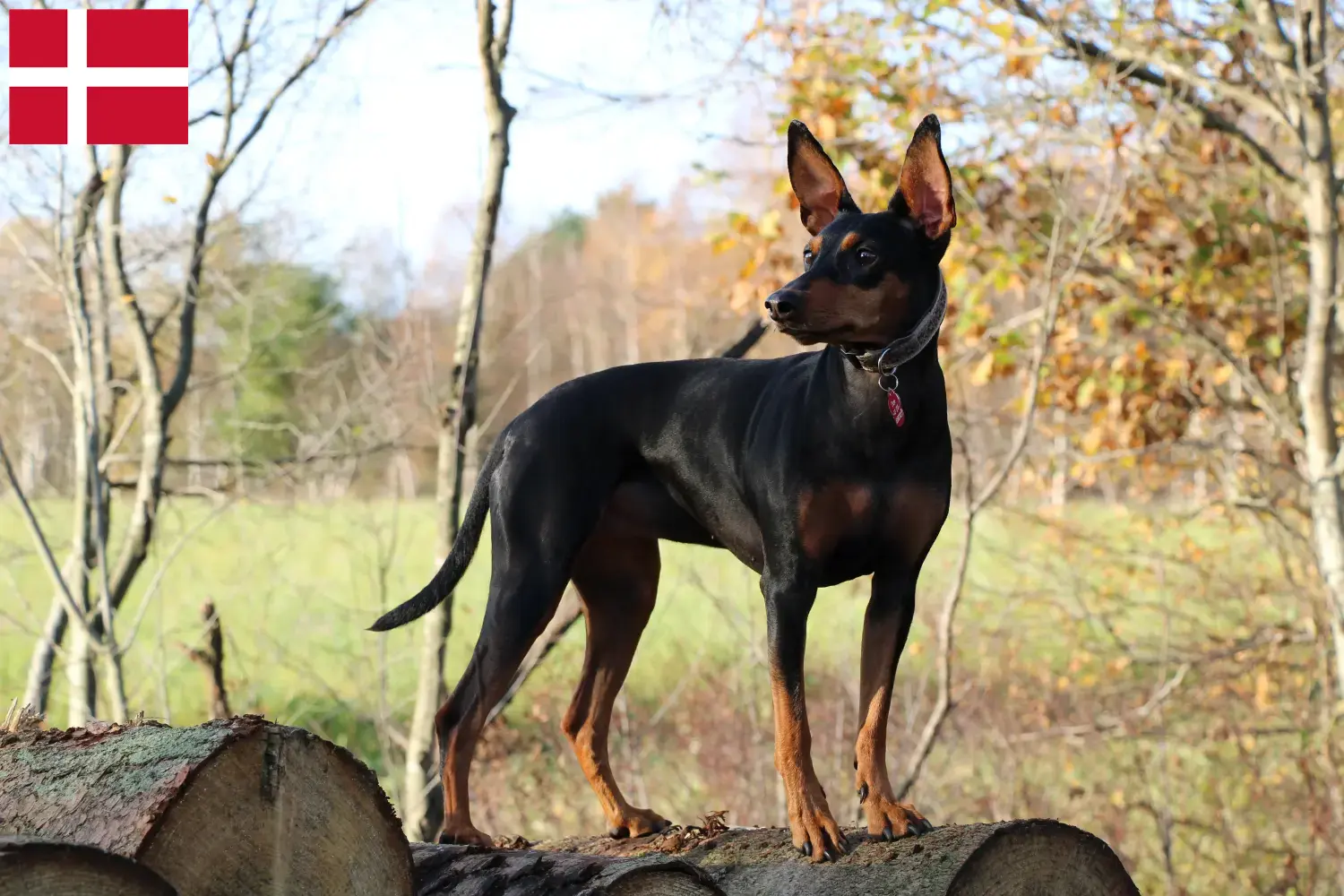 Lee más sobre el artículo Criador de Pinscher alemán y cachorros en Dinamarca