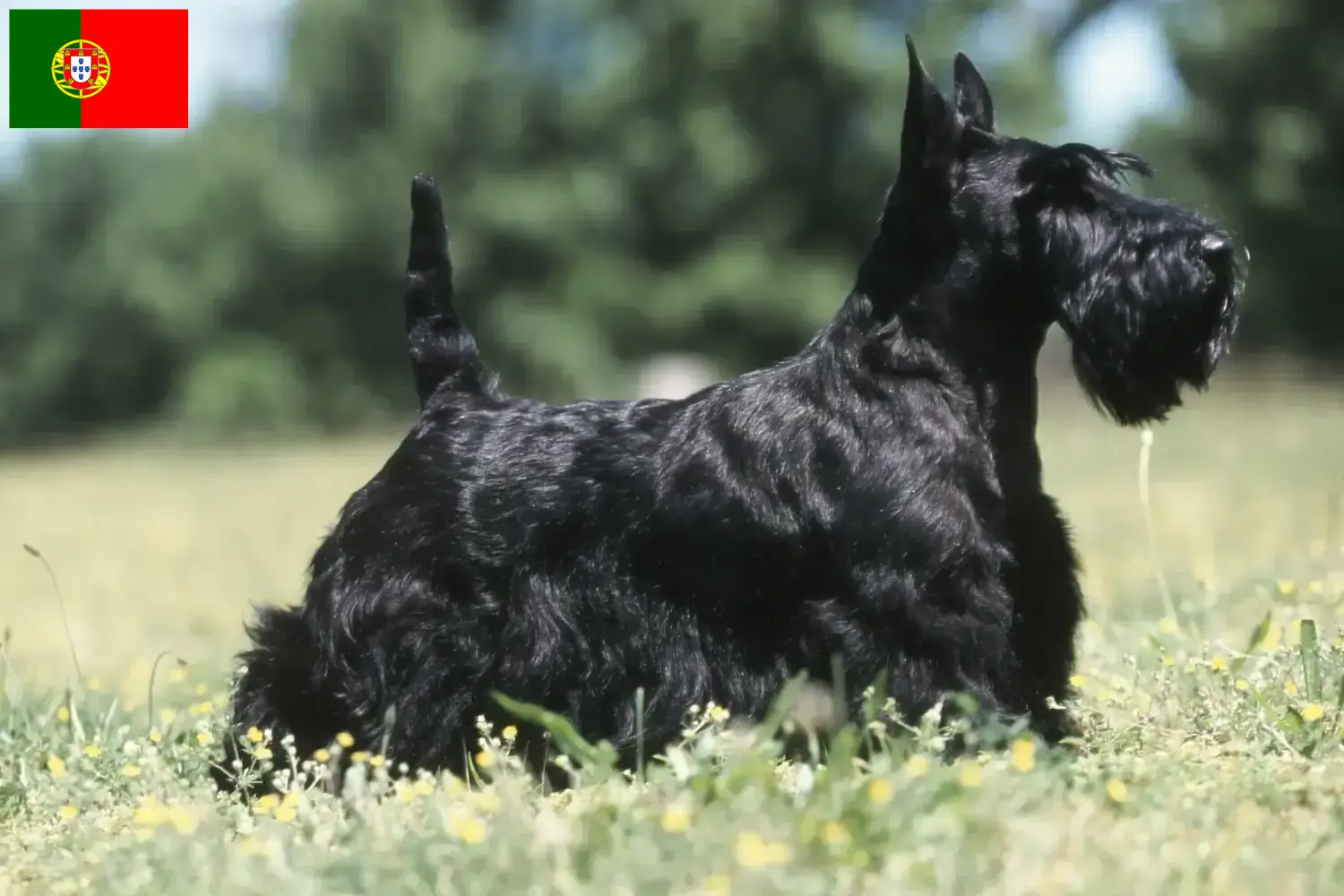 Lee más sobre el artículo Criadores y cachorros de Scottish Terrier en Portugal